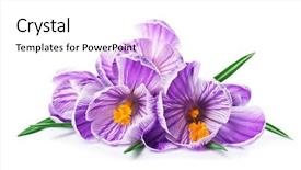  Presentation with blooming flower animated crocus - Slide set consisting of beautiful crocus flowers isolated background and a white colored foreground