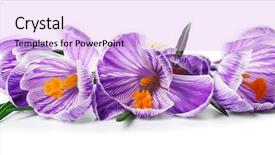  Presentation with white flowers - Presentation theme featuring beautiful crocus flowers isolated background and a lavender colored foreground