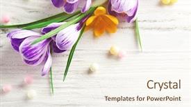  Presentation with blooming flower animated crocus - Slide deck with beautiful crocus flowers with beads background and a cream colored foreground
