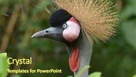  Presentation with crane - Beautiful slide set featuring beautiful crowned crane with blue eye and red wattle backdrop and a tawny brown colored foreground