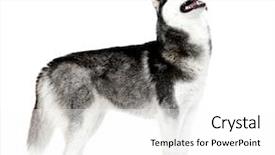  Presentation with husky - Amazing PPT theme having beautiful cute husky isolated backdrop and a white colored foreground