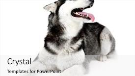  Presentation with husky - Amazing presentation theme having beautiful cute husky isolated backdrop and a white colored foreground
