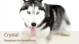  Presentation with husky - PPT layouts having beautiful cute husky isolated on white background and a soft green colored foreground