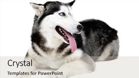  Presentation with husky - Presentation design featuring beautiful cute husky isolated on white background and a soft green colored foreground
