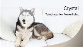  Presentation with husky - Presentation theme consisting of beautiful cute husky lying background and a sky blue colored foreground