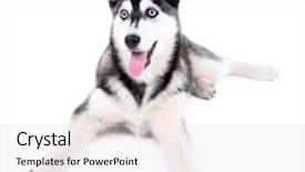  Presentation with husky - PPT theme featuring iot - technology internet business and marketing background and a dark gray colored foreground