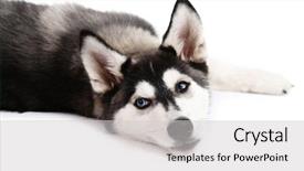  Presentation with husky - Slide deck with beautiful cute husky puppy isolated on white background and a light gray colored foreground