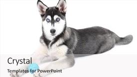  Presentation with husky - Presentation design having beautiful cute husky puppy isolated on white background and a sky blue colored foreground