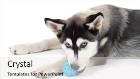 Presentation with husky - Presentation theme featuring beautiful cute husky puppy isolated on white background and a light gray colored foreground