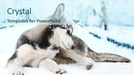  Presentation with husky - Presentation design enhanced with beautiful cute husky puppy on winter background background and a cool aqua colored foreground
