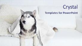  Presentation with textile terry towel - Beautiful slide set featuring beautiful cute husky with towel backdrop and a sky blue colored foreground