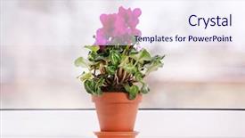 Presentation with plant - Slide deck with beautiful cyclamen plant in pot background and a  colored foreground