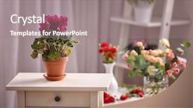  Presentation with plant - Presentation design featuring beautiful cyclamen plant in pot background and a gray colored foreground