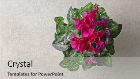  Presentation with chernobyl nuclear power plant view - Audience pleasing PPT theme consisting of beautiful cyclamen plant on light backdrop and a light gray colored foreground