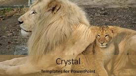  Presentation with lion pyrography - Slide set having beautiful daddy lion and baby background and a gold colored foreground