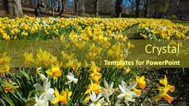 Presentation with beautiful spring flowers - Audience pleasing presentation theme consisting of beautiful-daffodil-flowers-in-spring backdrop and a tawny brown colored foreground