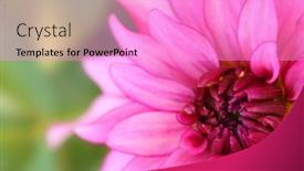  Presentation with dahlia - 