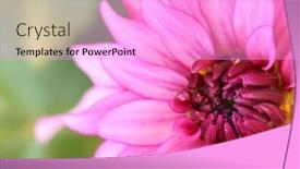  Presentation with dahlia - 