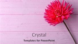  Presentation with dahlia - 