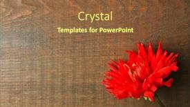  Presentation with dahlia - 