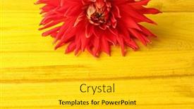  Presentation with dahlia - 