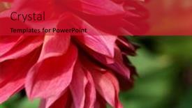  Presentation with dahlia - 