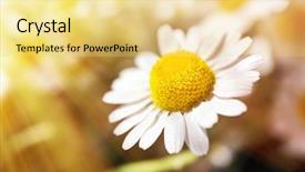  Presentation with sunlight - Audience pleasing slide set consisting of beautiful daisies with sunlight backdrop and a blonde colored foreground