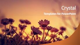  Presentation with beautiful nature - Slide deck with beautiful daisy field on sunset background and a coral colored foreground