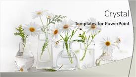  Presentation with daisy - Theme with beautiful-daisy-flowers-in-glass background and a white colored foreground