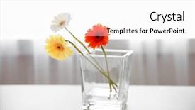  Presentation with gerbera daisy pink flower - Cool new presentation with beautiful daisy flowers in glass backdrop and a white colored foreground