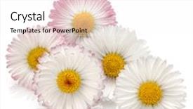  Presentation with daisy - Beautiful PPT layouts featuring beautiful daisy flowers isolated on white background cutout backdrop and a white colored foreground