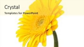  Presentation with gerbera daisy - PPT layouts with beautiful daisy gerbera flower isolated on white background background and a yellow colored foreground