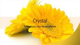  Presentation with daisy - PPT theme consisting of thali - south asian selection background and a mint green colored foreground.