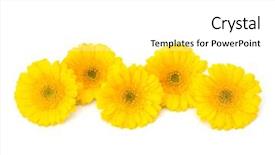 Presentation with gerbera daisy - Colorful slide deck enhanced with beautiful daisy gerbera flowers isolated on white background backdrop and a white colored foreground