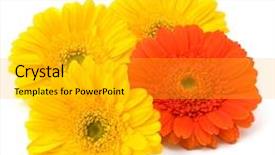  Presentation with gerbera daisy - Beautiful theme featuring beautiful daisy gerbera flowers isolated on white background backdrop and a light gray colored foreground