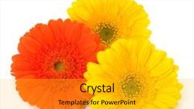  Presentation with gerbera daisy - PPT layouts enhanced with beautiful daisy gerbera flowers isolated on white background background and a light gray colored foreground