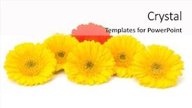  Presentation with gerbera daisy - Beautiful PPT layouts featuring beautiful daisy gerbera flowers isolated backdrop and a  colored foreground
