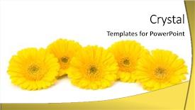  Presentation with gerbera daisy - Audience pleasing slides consisting of beautiful daisy gerbera flowers isolated backdrop and a white colored foreground