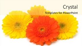  Presentation with gerbera daisy - Slides consisting of beautiful daisy gerbera flowers isolated on white background background and a yellow colored foreground
