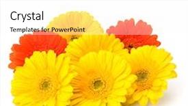  Presentation with gerbera daisy - Audience pleasing PPT theme consisting of beautiful daisy gerbera flowers isolated on white background backdrop and a white colored foreground