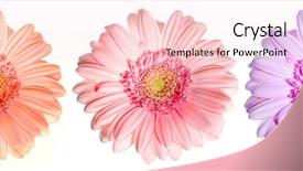  Presentation with gerbera daisy - Slides featuring beautiful daisy gerbera isolated on white background and a lemonade colored foreground