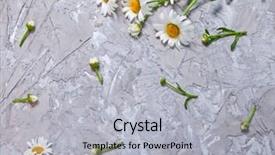  Presentation with daisy - Presentation design with beautiful daisy on gray concrete background summer card with chamomile background and a light gray colored foreground