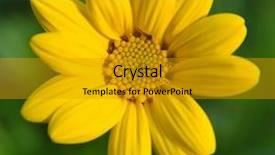 Presentation with daisy - Beautiful PPT layouts featuring artistic subtle - beautiful daisy backdrop and a gold colored foreground