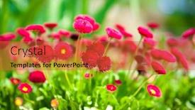  Presentation with spring - PPT theme enhanced with beautiful-daisys-field-in-spring background and a red colored foreground
