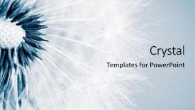  Presentation with dandelion - Beautiful PPT layouts featuring beautiful dandelion with seeds close backdrop and a sky blue colored foreground