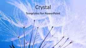  Presentation with dandelion - Theme having beautiful dandelion with seeds macro view background and a light blue colored foreground