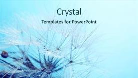  Presentation with dandelion - Amazing PPT theme having beautiful dandelion with seeds macro view backdrop and a cool aqua colored foreground