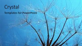  Presentation with blue drops - Beautiful PPT layouts featuring beautiful dandelion with water drops on blue background backdrop and a light blue colored foreground