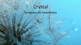  Presentation with blue drops - Colorful theme enhanced with beautiful dandelion with water drops on blue background backdrop and a light blue colored foreground