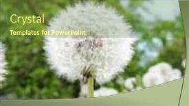  Presentation with dandelion - Beautiful presentation theme featuring beautiful dandelion backdrop and a tawny brown colored foreground